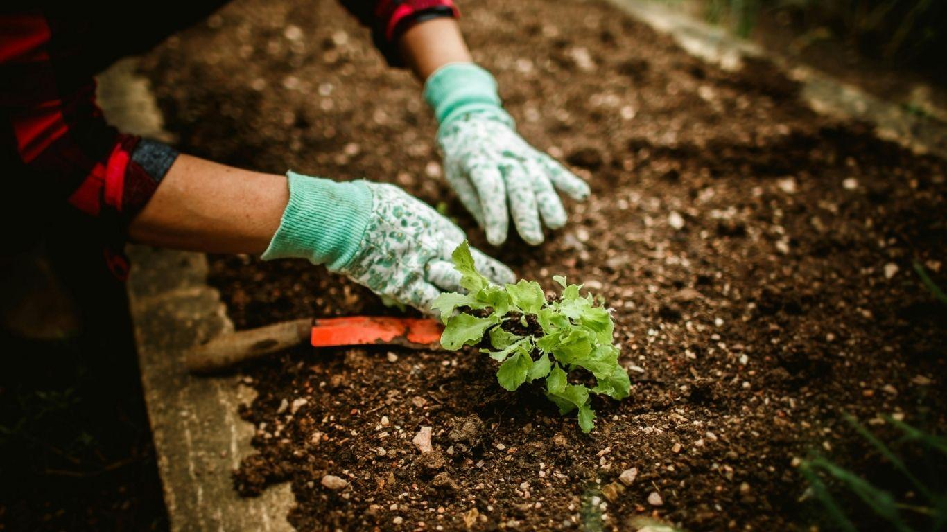 Jardinería General en Salamanca